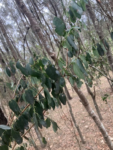 coffee bush