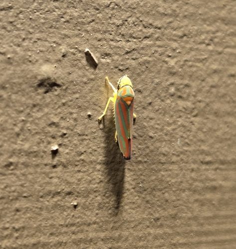 Red-banded Leafhopper