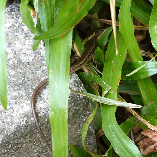 Scincella reevesii observed 2026-10-12