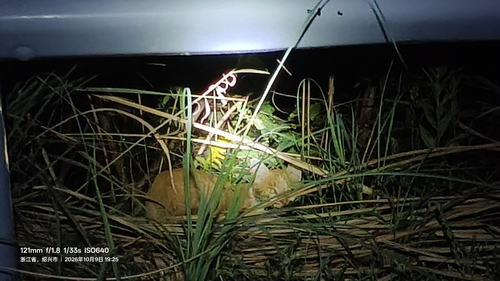 Domestic Cat