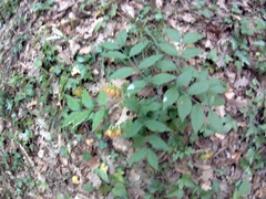 Lathyrus aureus