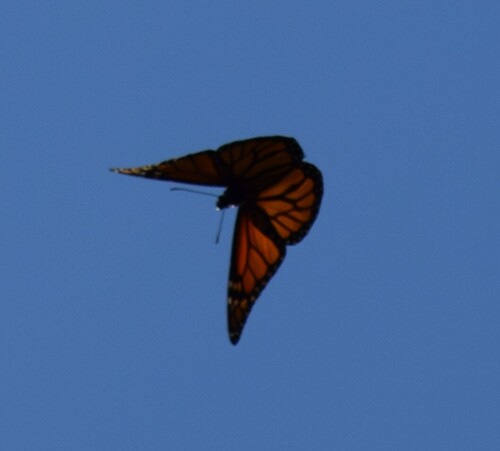 Monarch