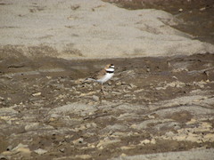 Charadrius collaris