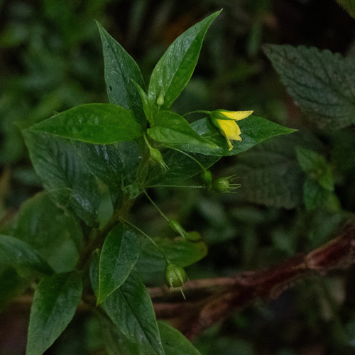Lysimachia laxa