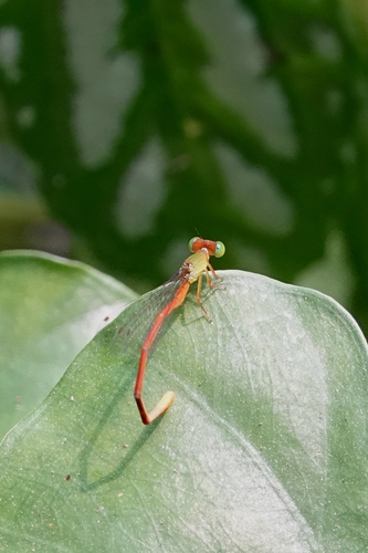 Orange-tailed Sprite