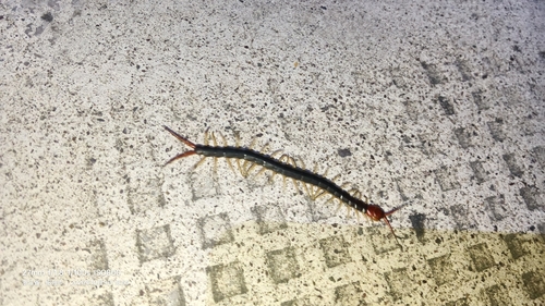 Chinese Red-headed Centipede