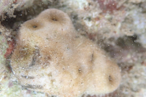 Palythoa tuberculosa observed 2026-10-10