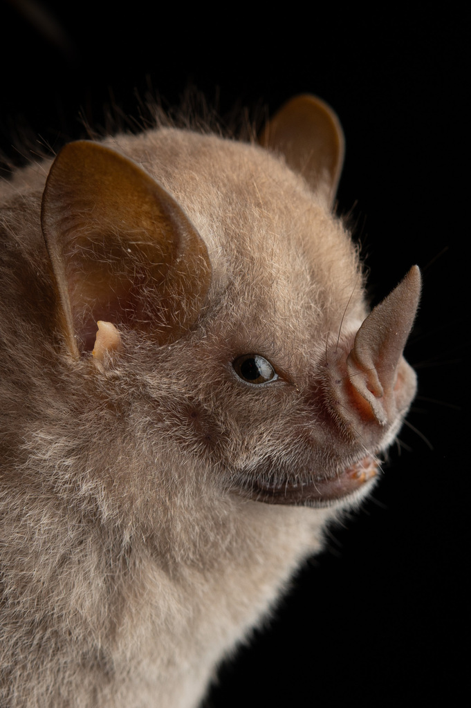 Cuban Fig-eating Bat