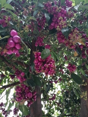 Syzygium paniculatum