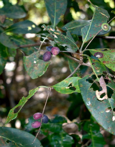 Terminalia muelleri observed 2026-08-03