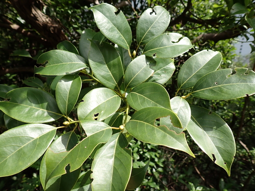 Cinnamomum parthenoxylon observed 2026-10-06