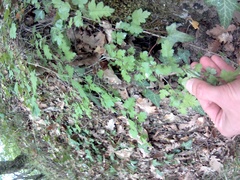 Crataegus microphylla