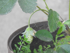 Fragaria mexicana