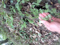 Crataegus microphylla