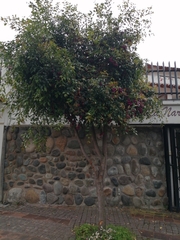 Syzygium paniculatum