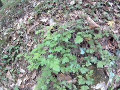 Crataegus microphylla