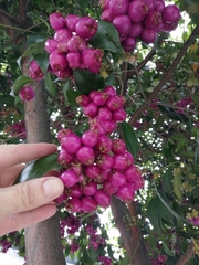Syzygium paniculatum
