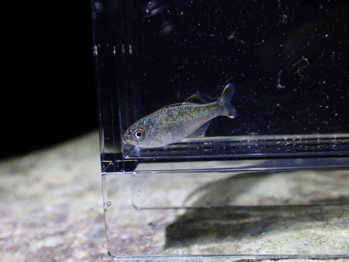 Kuhlia marginata observed 2026-10-10