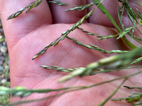 Smooth Witchgrass