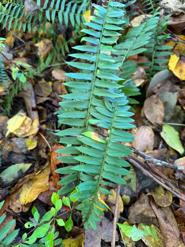 Christmas fern