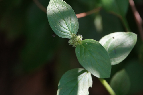 Spermacoce latifolia observed 2026-10-06