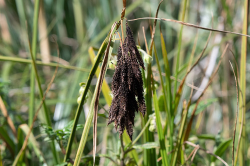 Carex observed 2026-10-11