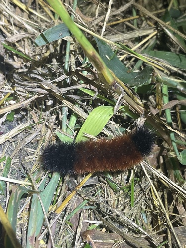 Isabella Tiger Moth