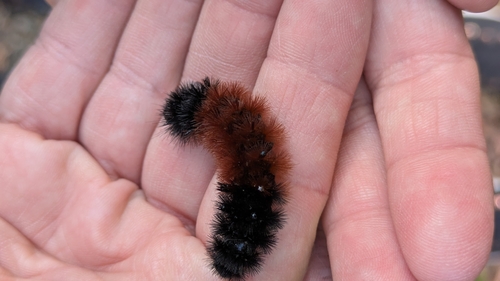 Isabella Tiger Moth