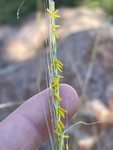 Trachypogon spicatus, 2026-10-07