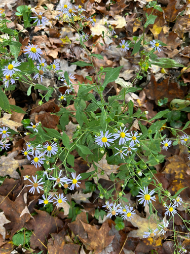 crookedstem aster