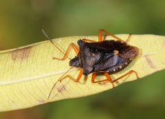 Pentatoma rufipes