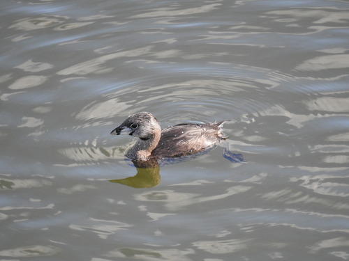 Pied-billed Grebe