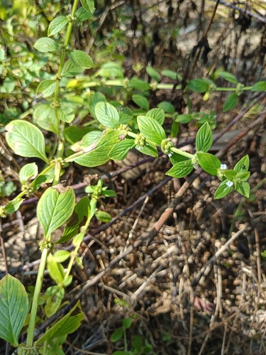 Spermacoce latifolia observed 2026-10-13