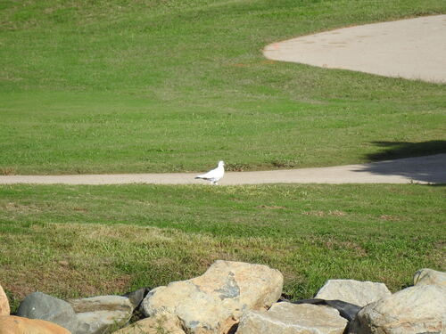 Feral Pigeon