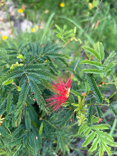 Calliandra californica observed 2026-10-10