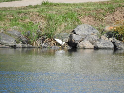 Snowy Egret