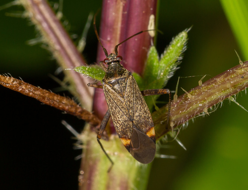 spotted plant bug, photo 2 of 10