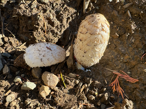 Shaggy Mane