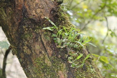 Polystachya ottoniana