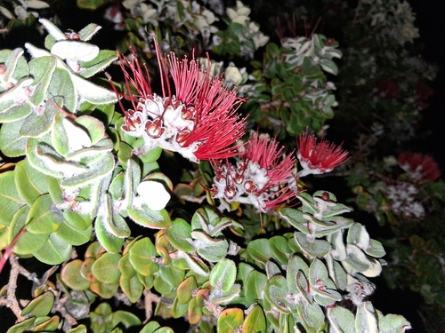 Metrosideros polymorpha observed 2026-10-11