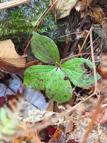 Canadian bunchberry