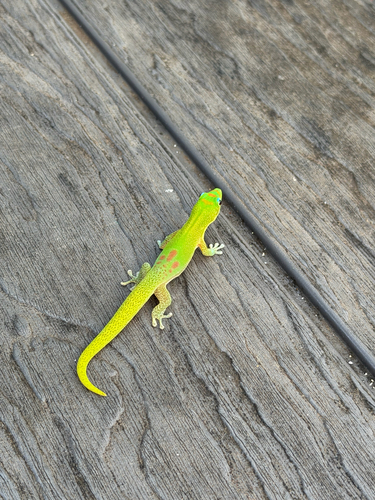 Phelsuma laticauda observed 2026-10-12