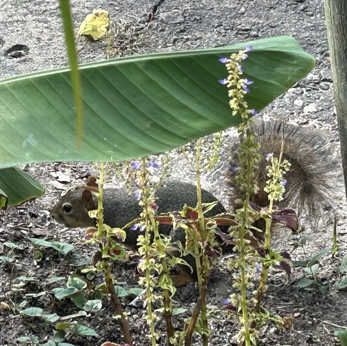 Eastern Fox Squirrel
