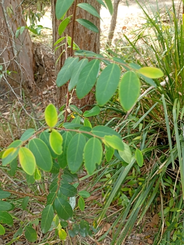 coffee bush