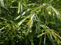 Salix miyabeana