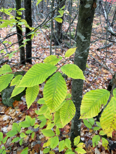 American beech