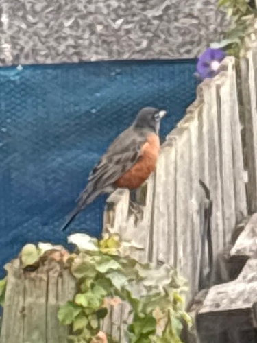 American Robin