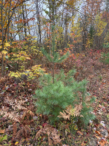 eastern white pine