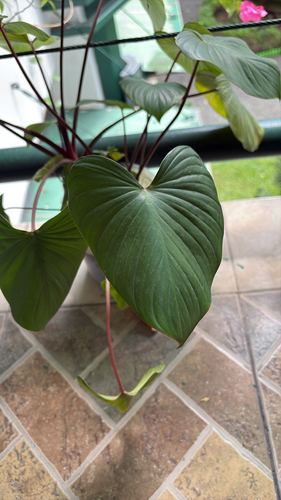 Homalomena observed 2026-10-13