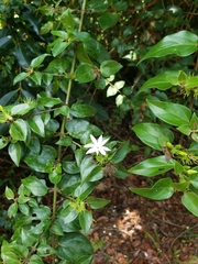 Jasminum multiflorum